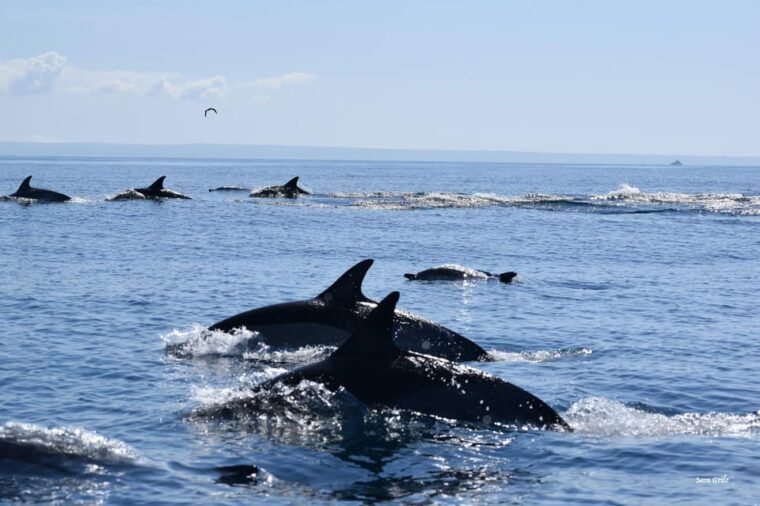 cascais-dolphin-watching-speedboat-tour