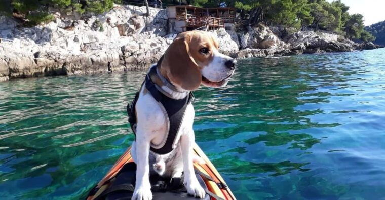 cavtat-guided-sea-kayaking-tour
