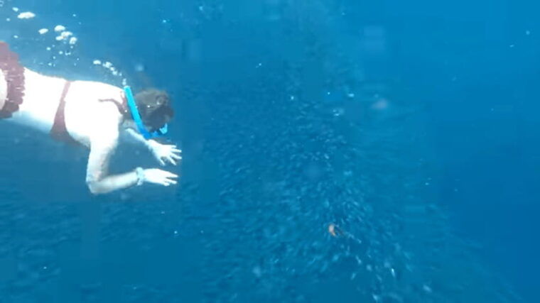 cebu-island-hopping-pescadorsardine-run-andturtle-paradise