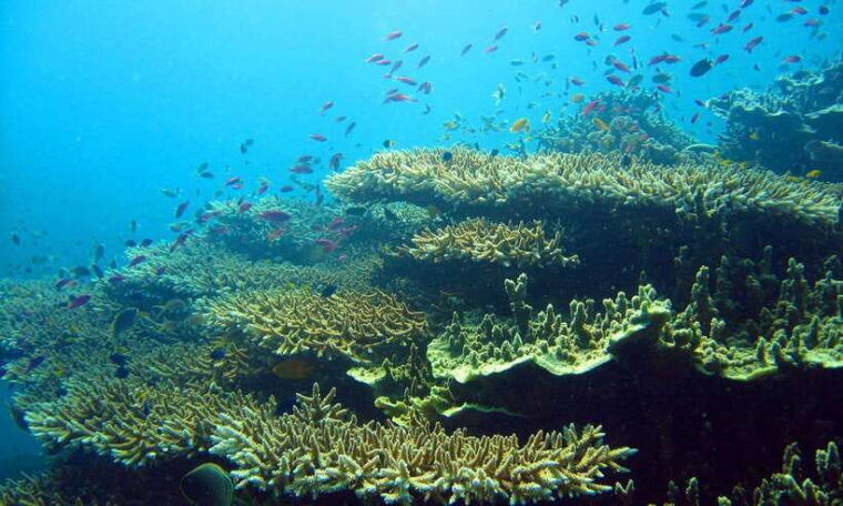 cebu-moalboal-sardines-and-turtles-snorkeling-tour