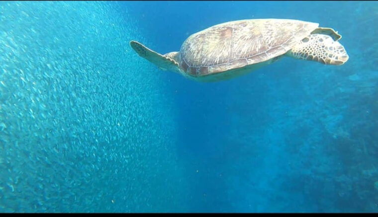 cebu-moalboal-scuba-diving-sardines-run-pescador-snorkel
