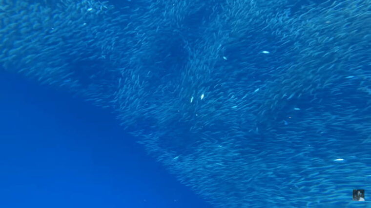 cebu-oslob-whale-shark-and-moalboal-snorkeling-adventure