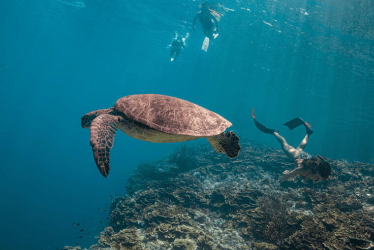 cebu-oslob-whale-shark-monkey-moalboal-turtle-adventure
