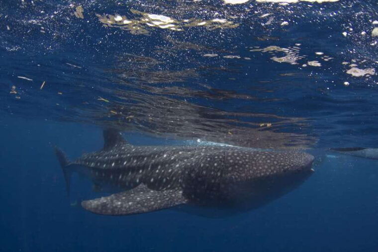 cebu-oslob-whale-sharks-tumalog-falls-sardine-snorkeling