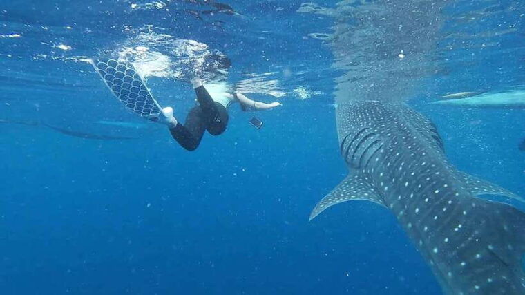 cebu-oslob-whaleshark-sardines-run-snorkeling-day-tour