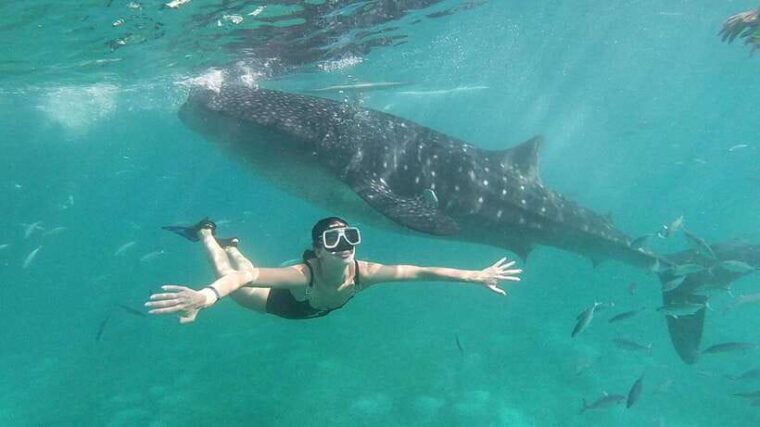 cebu-whale-shark-inambakan-falls-moalboal-sardine-tour