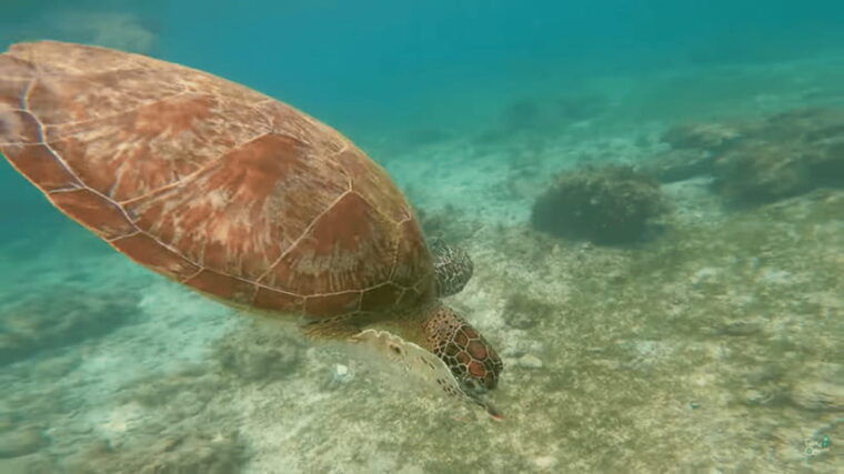 cebu-whale-shark-oslob-and-moalboal-snorkeling-adventure