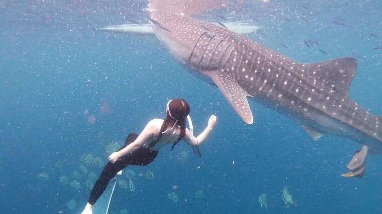 cebu-whale-shark-swim-kawasan-falls-moalboal-sardine-run