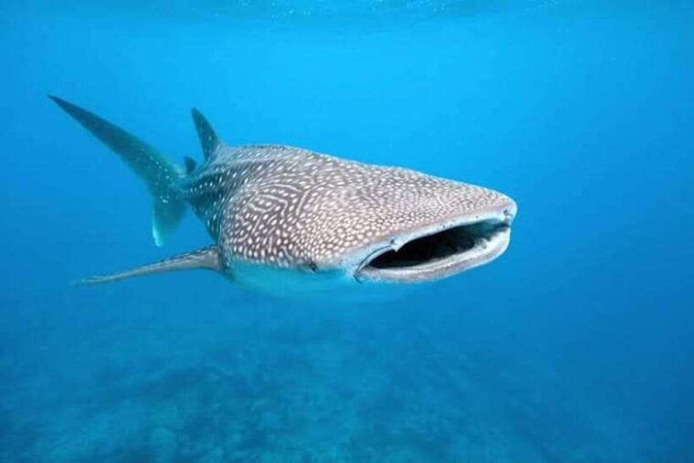 cebu-whaleshark-encounter-tumalog-falls-monkey-viewing