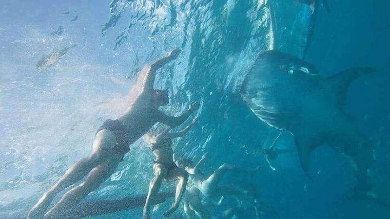 cebu-whaleshark-swimming-moalboal-snorkelling-day-trip