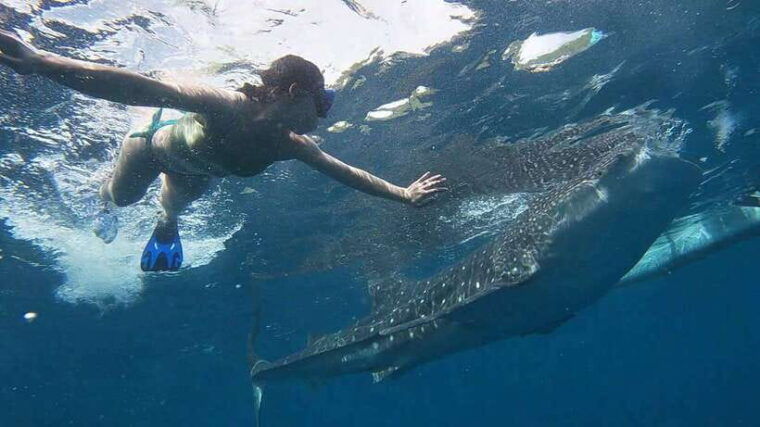 cebu-whaleshark-tumalog-falls-sardine-run-snorkeling