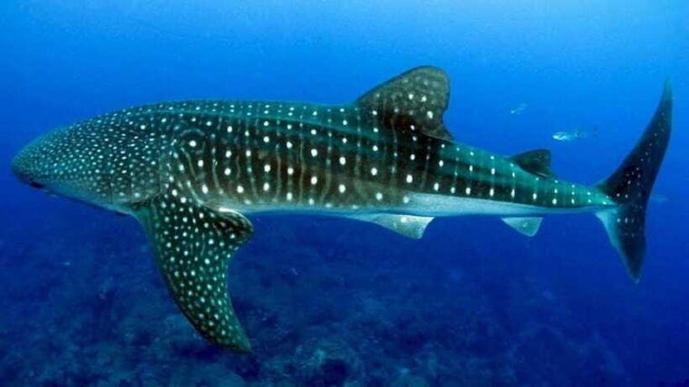 cebu-whalesharks-sumilon-sandbar-tumalog-falls-tour