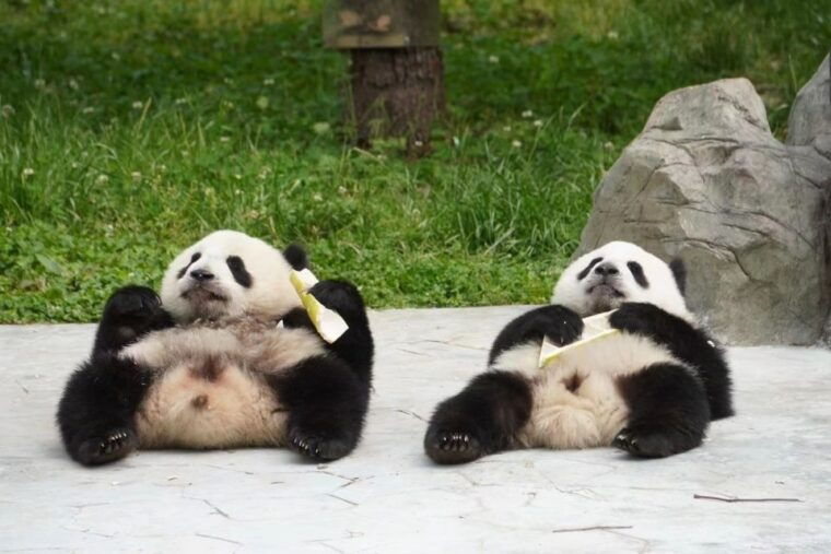 chengdu-chengdu-day-trip-with-giant-panda-and-leshan-buddha