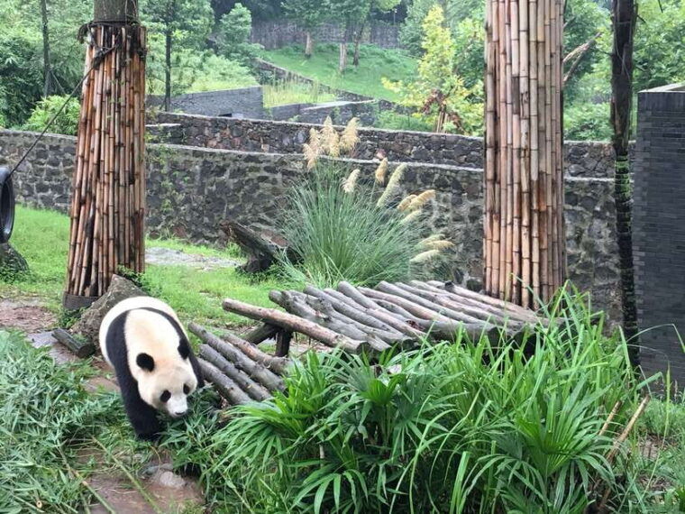 chengdu-panda-base-half-day-group-tour