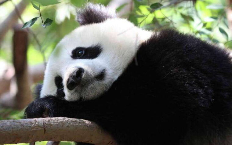 chengdu-panda-breeding-base-tickets-booking