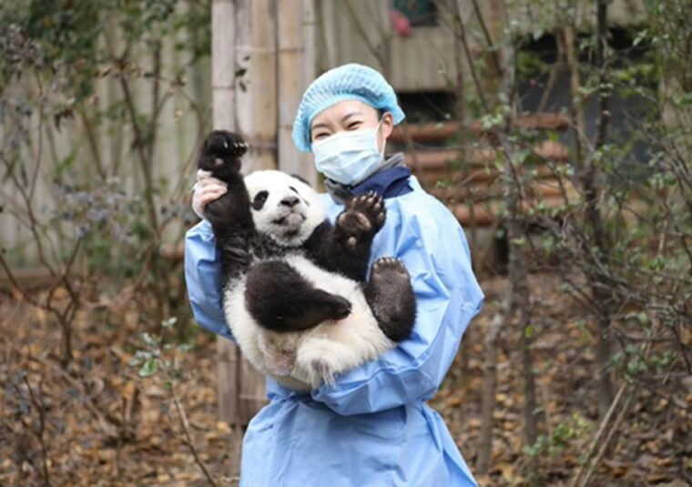 chengdu-panda-leshan-buddha-one-day-private-tour