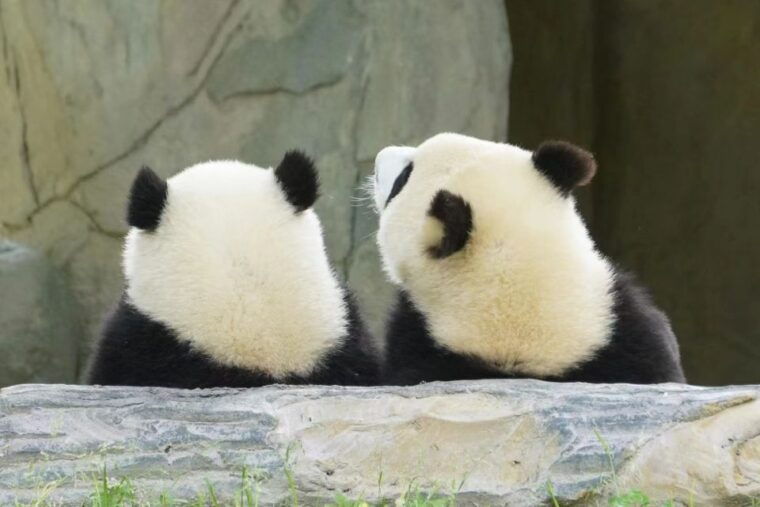 chengdu-private-panda-base-tour-with-80-pandas