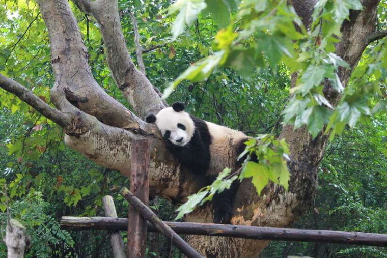 chengdu-private-panda-tour-at-panda-breeding-base