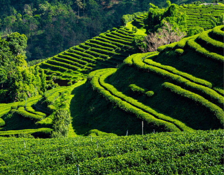 chiang-mai-chiang-rai-highlights-scenic-landscapes-tour