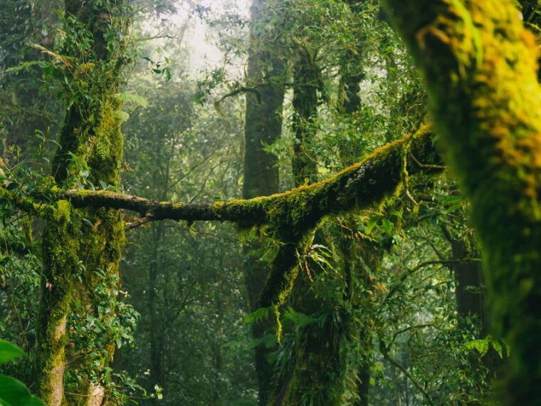chiang-mai-doi-inthanon-highlights-and-hiking-private-tour