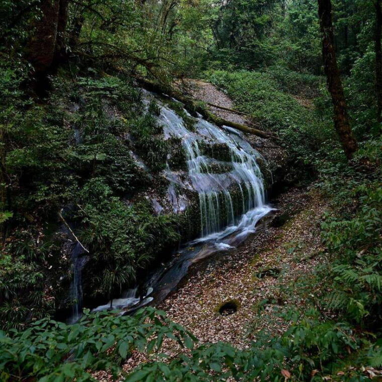 chiang-mai-doi-inthanon-pha-dok-siew-nature-trail-trek