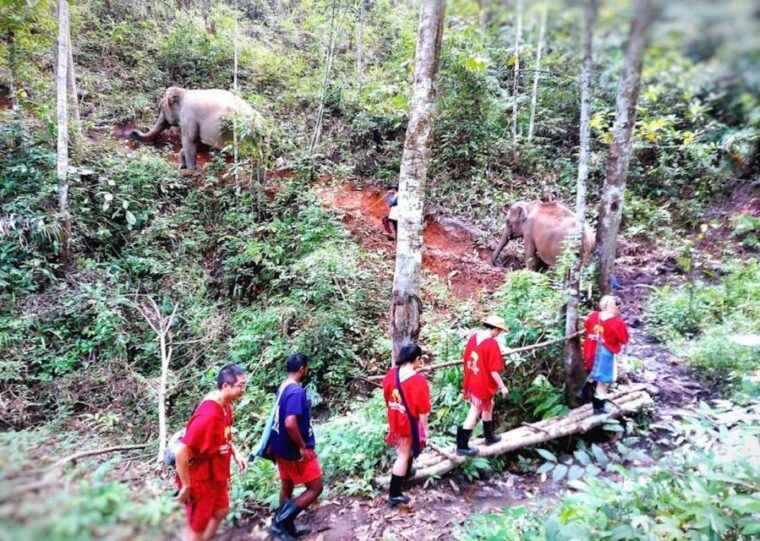 chiang-mai-ethical-elephant-sanctuary-and-atv-adventure