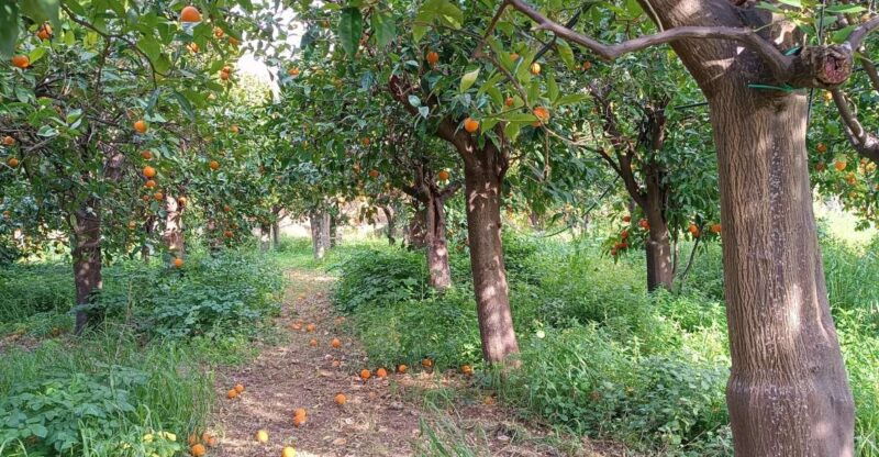 chios-orange-farm-trip-tasting-citrus-museum-visit
