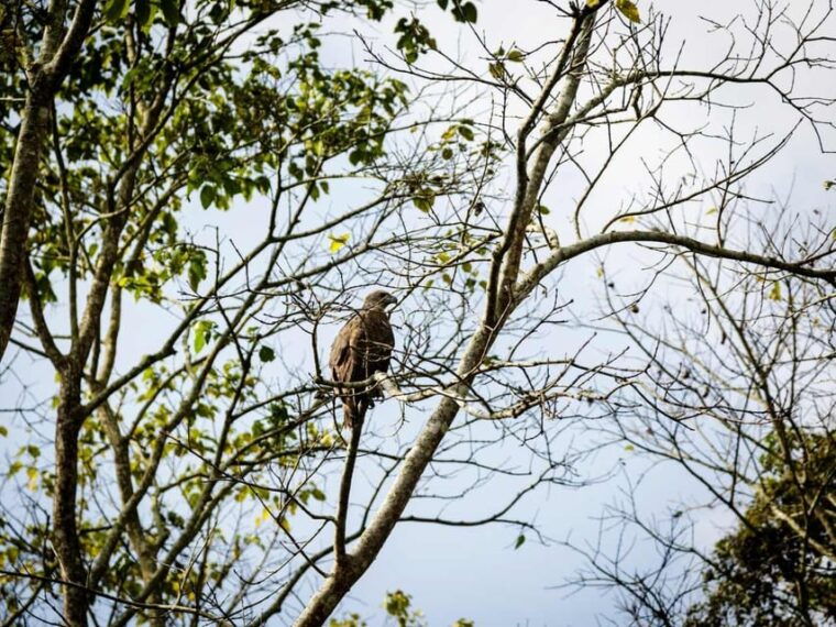 chitwan-jungle-safari-3-day-wildlife-expedition