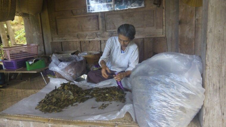 cnx-trekking-villager-living-in-forest-tea-coffee-farm