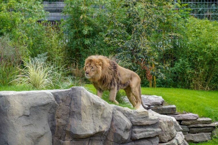 cologne-cologne-zoo-and-aquarium-entry-ticket