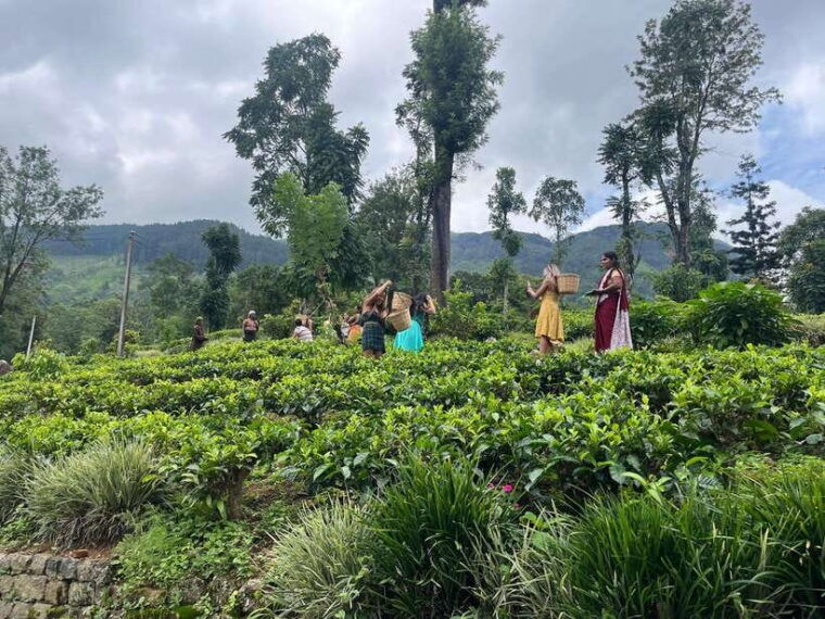 colombo-nuwara-eliya-tea-gardenscolonial-charm-high-tea