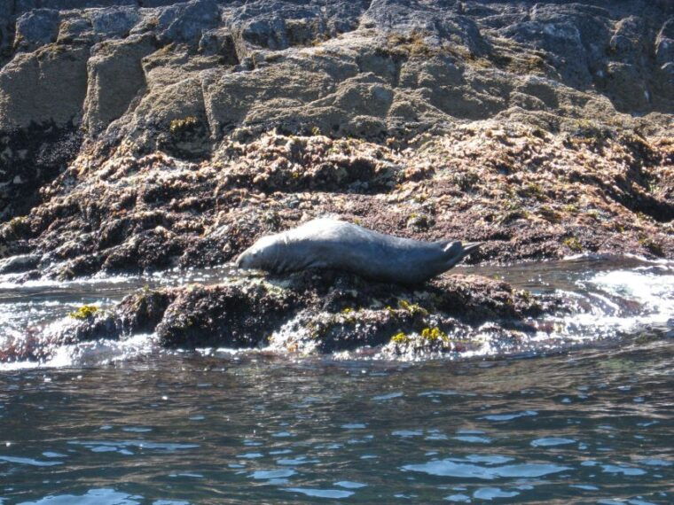 county-cork-whale-dolphin-watching-boat-trip