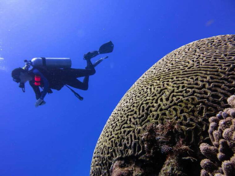 cozumel-one-tank-scuba-dive-and-full-chankanaab-park-access