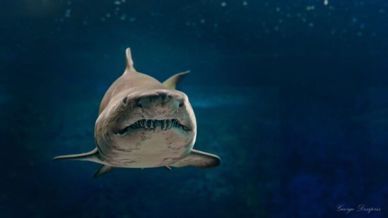 crete-heraklion-center-local-market-and-creta-aquarium