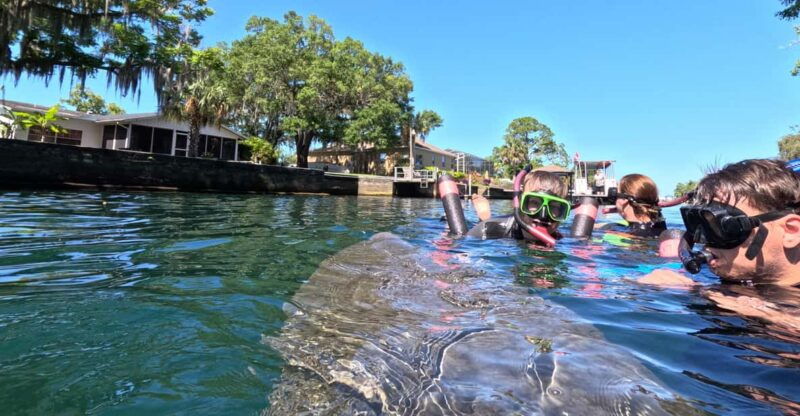 crystal-river-guided-manatee-snorkeling-tour