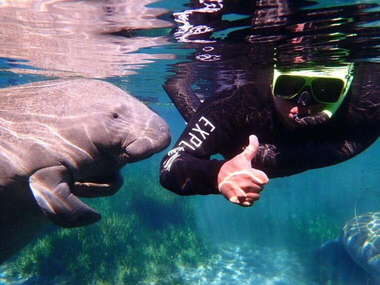 crystal-river-manatee-swim-group-tour
