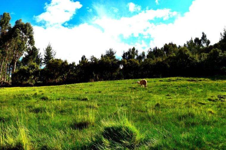 cusco-8-day-machu-picchu-and-puno-southern-treasures-tour