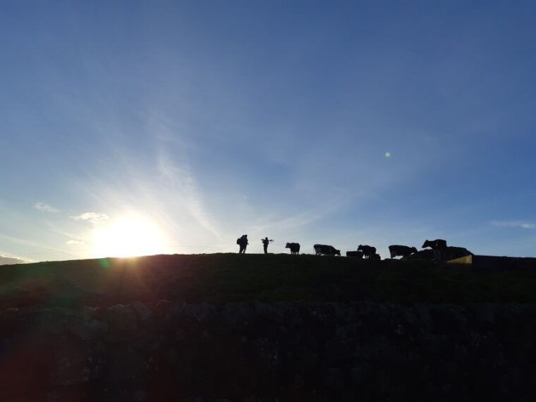 dairy-farm-visit-and-cow-milking-experience-in-azores