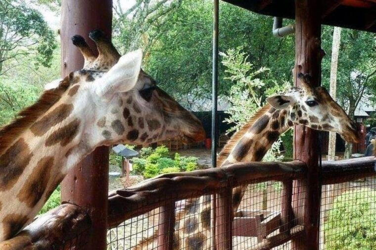 day-tour-david-sheldrick-elephant-trust-giraffe-center