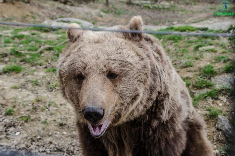 day-trip-bran-castle-rasnov-fortress-and-bear-sanctuary