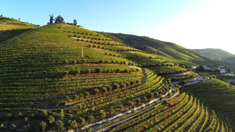 douro-valley-quinta-de-s-luiz-winery-tour-and-tasting
