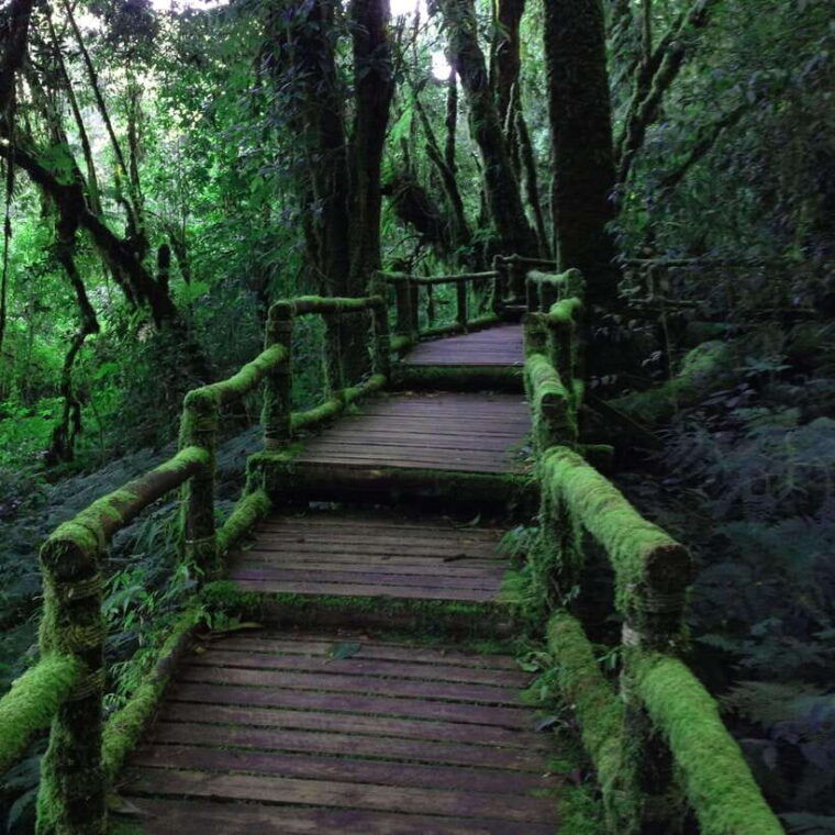 eco-friendly-doi-inthanon-pha-dok-siew-trekking-day-trip