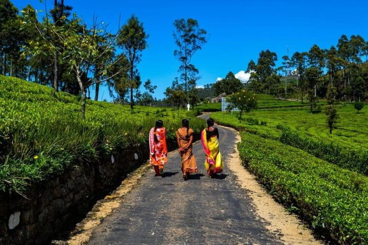 ella-liptons-seat-tea-factory-tea-plantation-day-tour