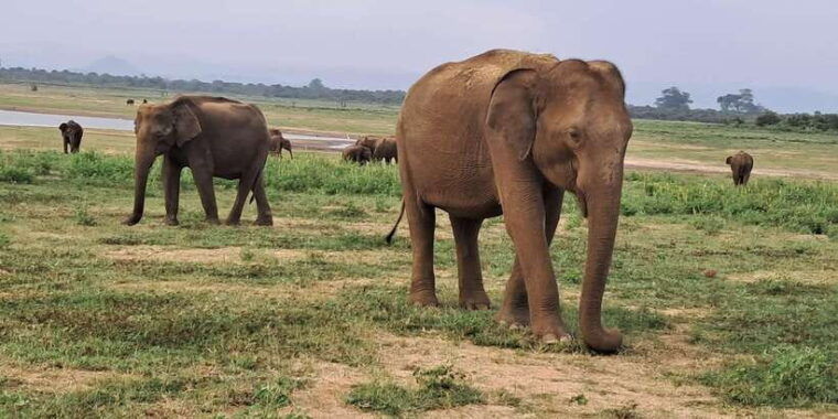evening-minneriya-national-park-safari-with-pickup-and-drop