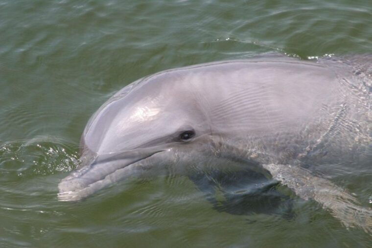 everglades-national-park-pontoon-boat-tour-boardwalk