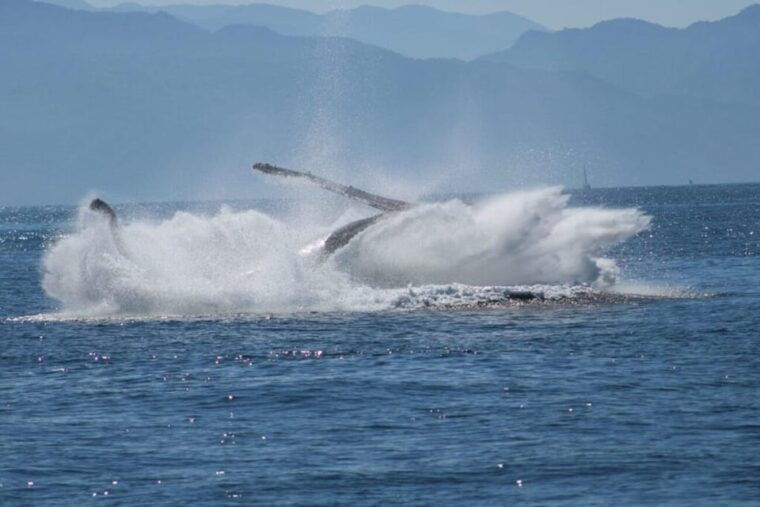exciting-humpback-whale-tour-food-puerto-vallarta
