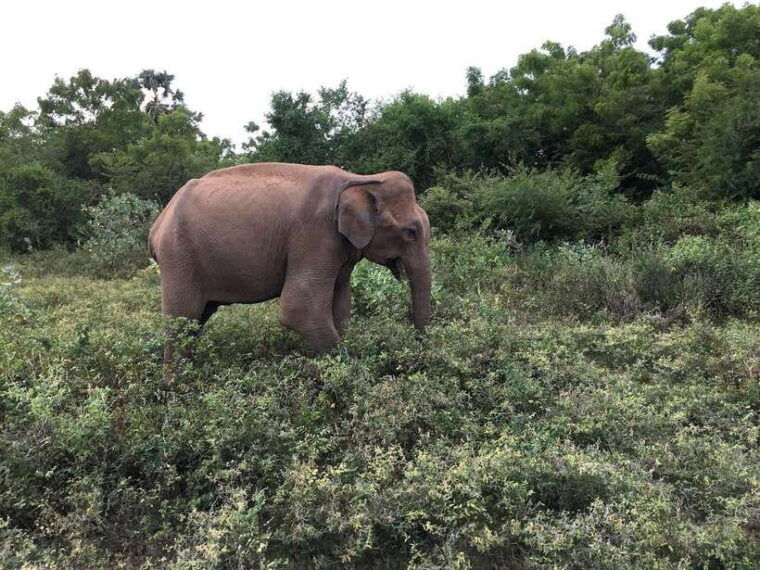 exclusive-evening-yala-safari-and-nature-trail