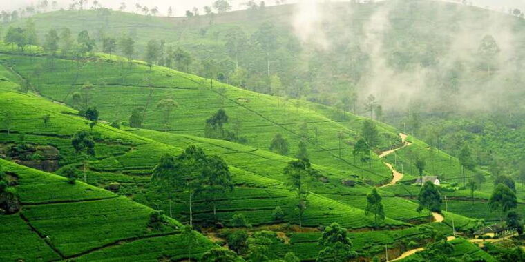 exclusive-nuawara-eliya-horton-plains-and-tea-factory-tour