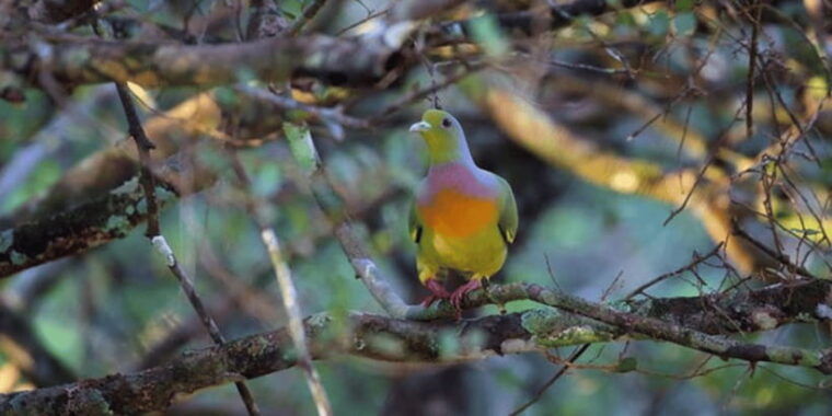 exclusive-wildlife-full-day-adventure-in-wilpattu