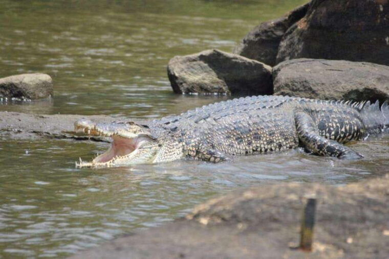 explore-bentota-riversafari-tour-with-hotel-pickupdrop-off